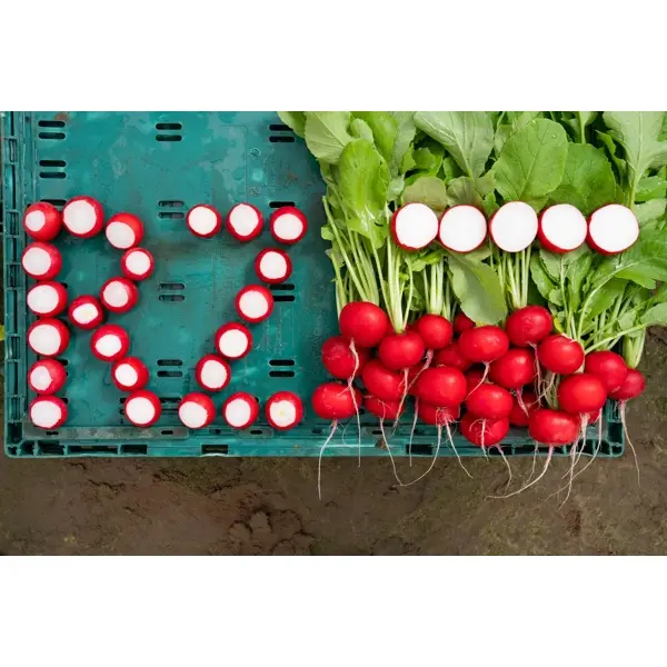 Бодиам F1