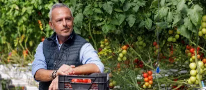 Высокая устойчивость к ToBRFV